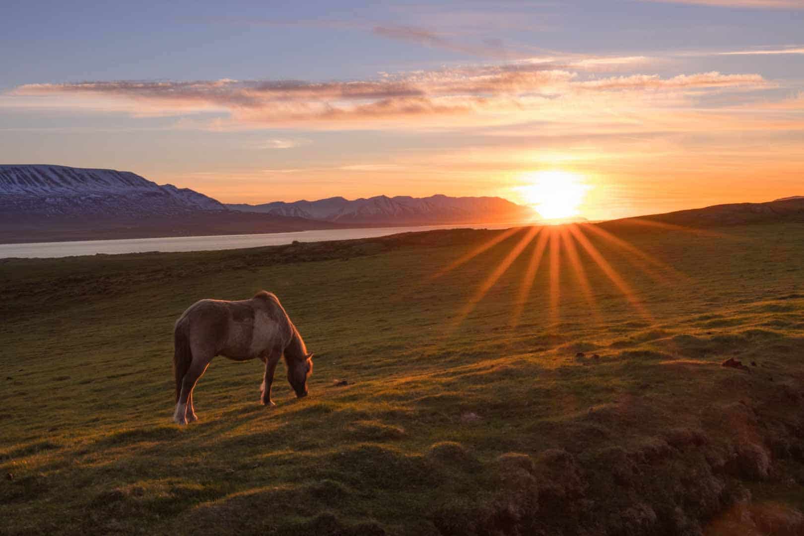 An Icelandic Horse Eating Grass During The Sunset Along Iceland's Golden Circle