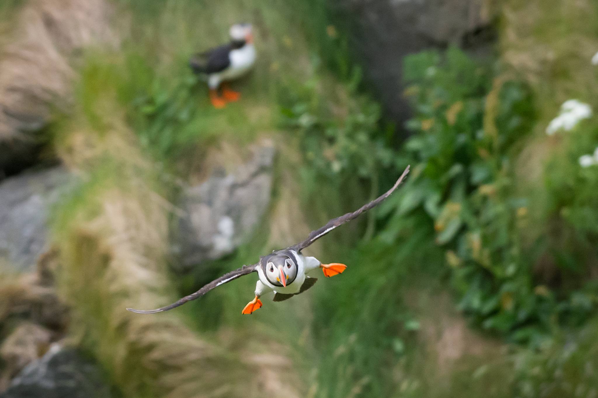 puffins iceland