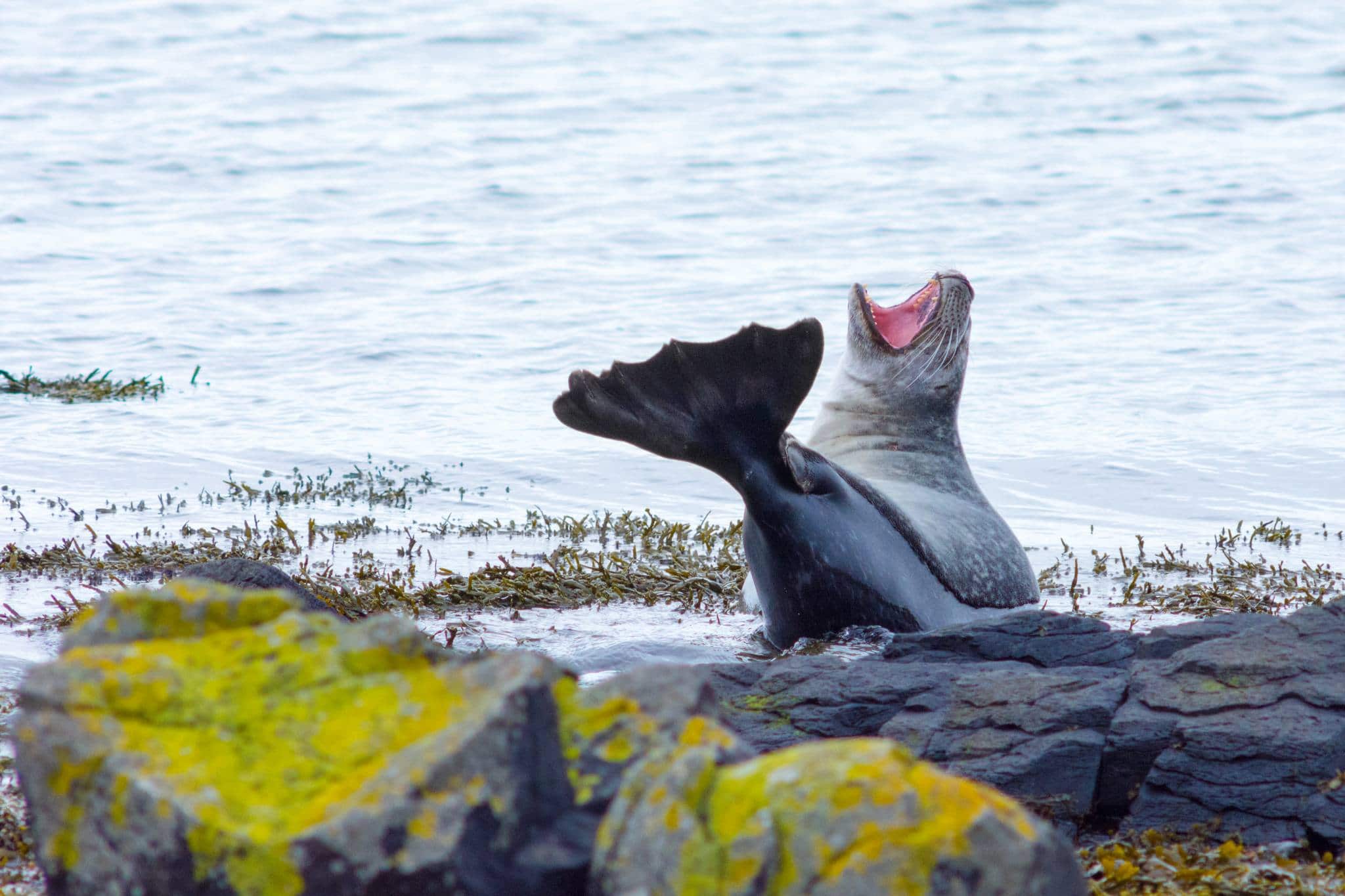 seals iceland