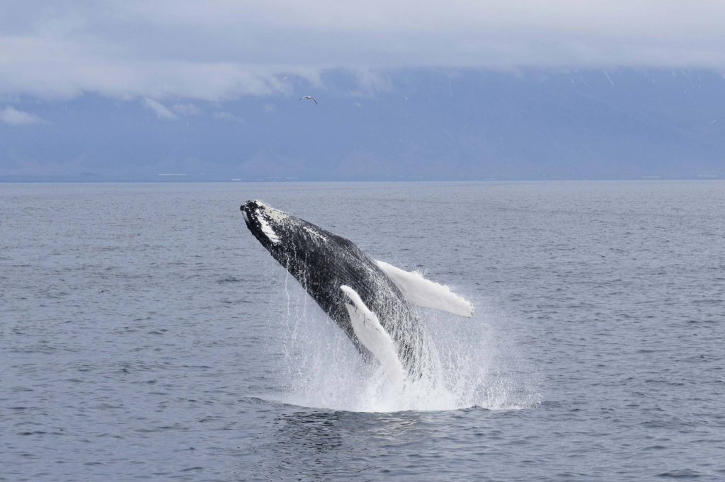 whale watching iceland