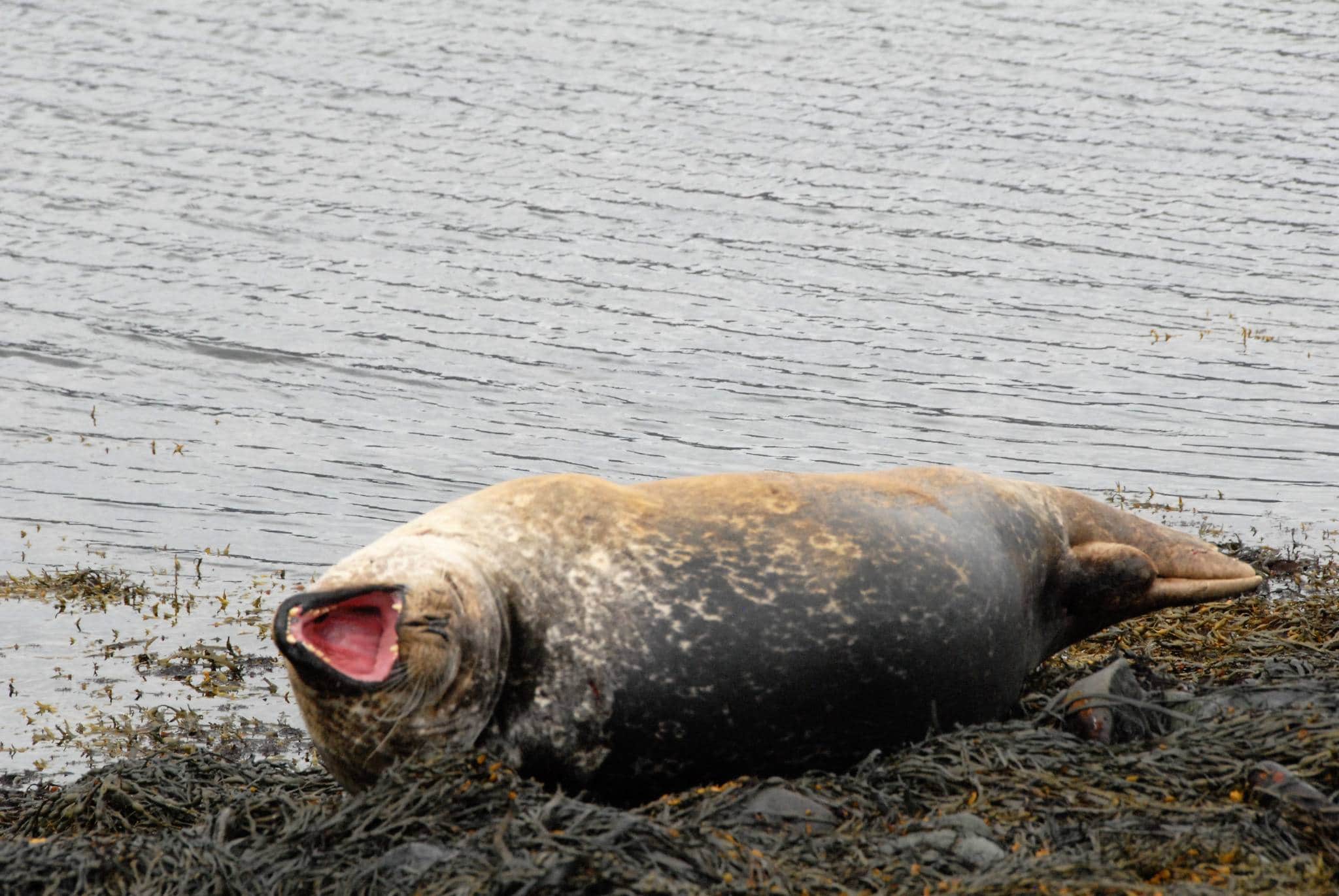 seals iceland