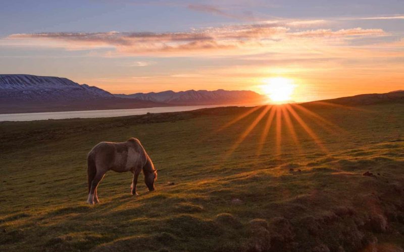 An Icelandic Horse Eating Grass During The Sunset Along Iceland's Golden Circle