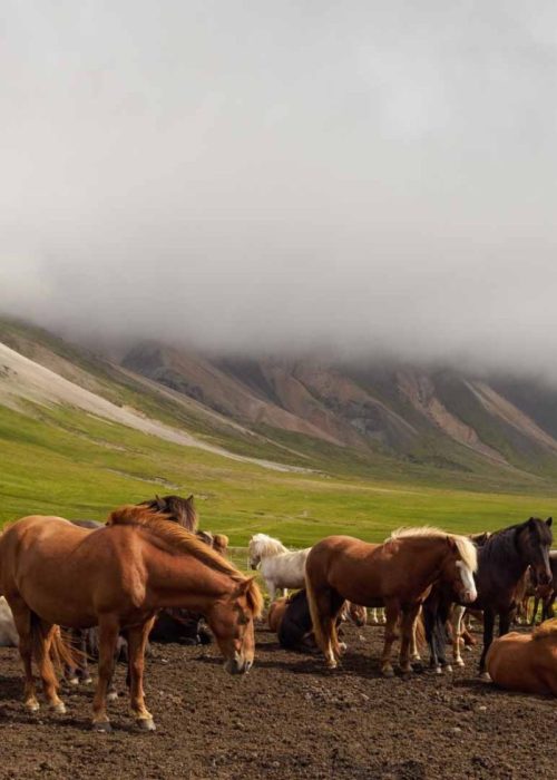 Horseback Ridding in Iceland